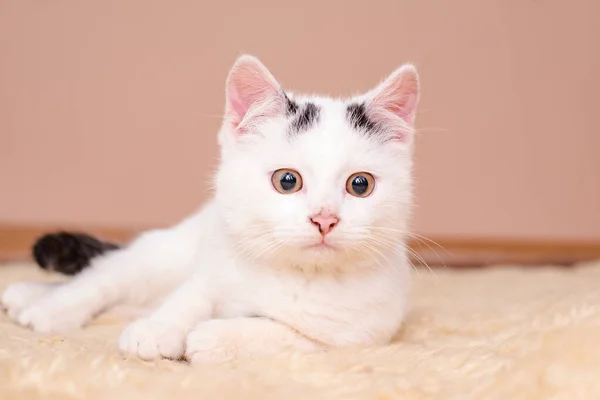Kleines Weißes Kätzchen Auf Dem Teppich Liegend Lieblingstier Liebe Haustieren — Stockfoto