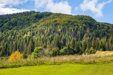 Dağın arka planında mavi gökyüzü olan güzel yeşil ağaçlar. Doğa arkaplanı.