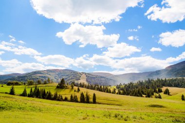 Dağların ve mavi gökyüzünün arka planında kozalaklı ağaçlarla dolu yeşil bir açıklık.