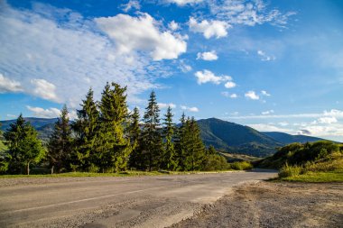 Asfalt yolu, dağlara çıkan kozalaklı ormanın yanında..