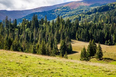 Dağlarda da kozalaklı ağaçlar... Dağ manzarası