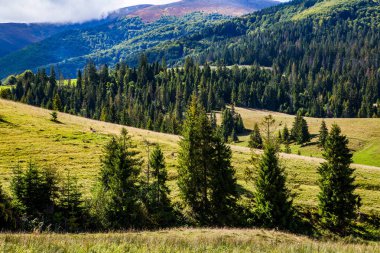 Güneşli bir günde dağlarda kozalaklı ağaçlarla dolu bir çayır. Orman arkaplanı