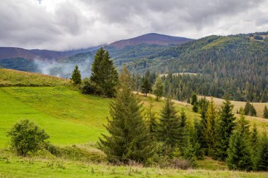 Dağların arka planında çam ağaçları.