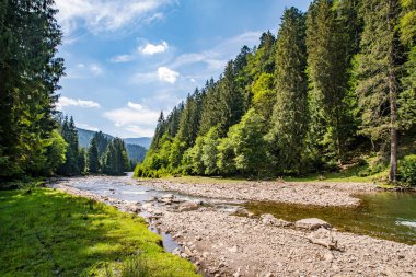 Dağların ve mavi gökyüzünün arka planında kozalaklı ormanın yanındaki dağ nehri..