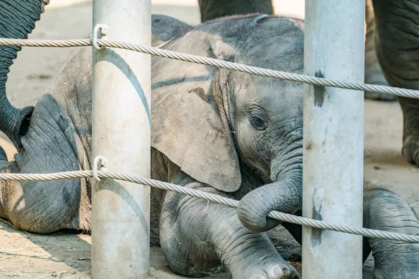 Маленький Слон Закрывается Зоопарке Грустное Животное — стоковое фото
