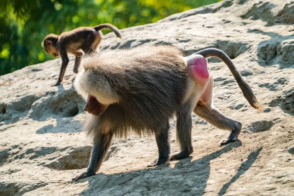 猿の群れのリーダーが晴れた日に倒木を背景に山を歩く 野生動物 — ストック写真