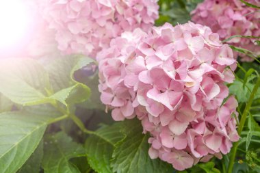 Bahçedeki güneşte Hydenyia pembe çiçeği. Bitki türleri 