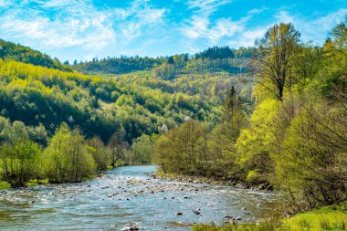 Dağ nehri ormanın ve dağların yakınında aydınlık bir günde akar. Bahar mevsimi.