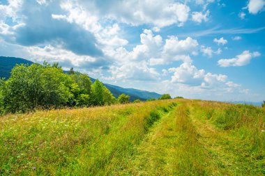 Orman çimen ve çiçeklerle kaplı. Dağların tepesinde mavi gökyüzü ve bulutlarla..