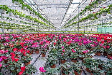 Güzel çiçekleri ve bitkileri olan büyük bir çiçek serası. Farklı türde çiçekler..