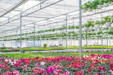 Güzel çiçekleri ve bitkileri olan büyük bir çiçek serası. Farklı türde çiçekler..