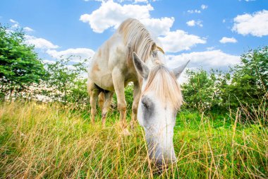 Hayvanları. Beyaz at ağaçların yanındaki çayırda otluyor..