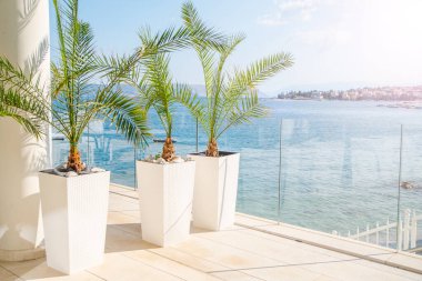 Terasta beyaz tencerelerde güzel palmiye ağaçları güneşte deniz kenarında.