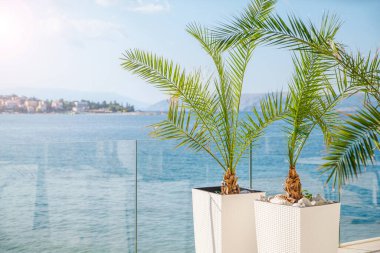 Terasta beyaz tencerelerde güzel palmiye ağaçları güneşte deniz kenarında.