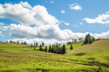 Üzerinde kozalaklı ağaçlar olan mavi gökyüzünün arka planında bulutlu bir çayır. Yaz mevsimi.