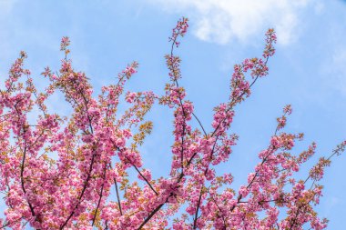 Gökyüzü arka planında sakura çiçeği. bitki türleri.