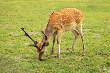 Genç geyikler ormanın yakınındaki bir çayırda otlarlar. Hayvanlar. yakın plan