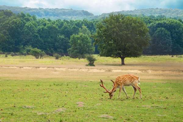 若い鹿が森の中の牧草地で放牧されています — ストック写真