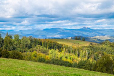 Ormanın arka planında çimlerle kaplı bir açıklık ve bulutlarda gökyüzü güzel bir manzara..