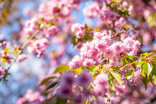 Sakura Kwitnie Ulicy Piękne Kwiaty — Zdjęcie stockowe