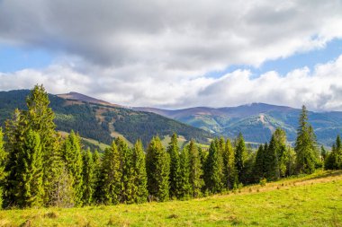 Açık bir yaz gününde, bir dağ sırasının arka planında, kozalaklı bir ormanın yakınında çimlerle kaplı bir çayır. Dağların manzarası.