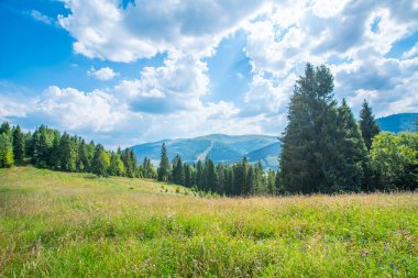 Dağlardaki ormanın arka planında çimen ve bitkilerle kaplı bir çayır..