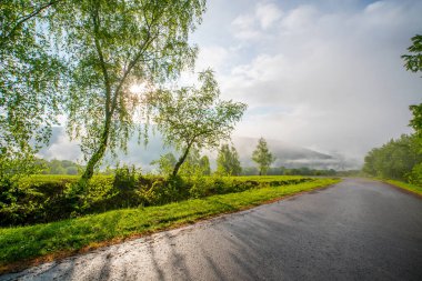 Gün doğumunda sisli dağların arka planında ağaçlarla birlikte tarlaya yakın bir yol. Doğa yolculuğu konsepti.