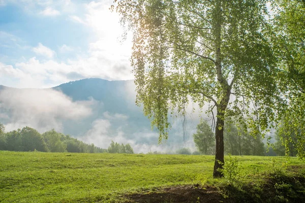 Berken Een Glade Een Achtergrond Van Bergen Mist — Stockfoto