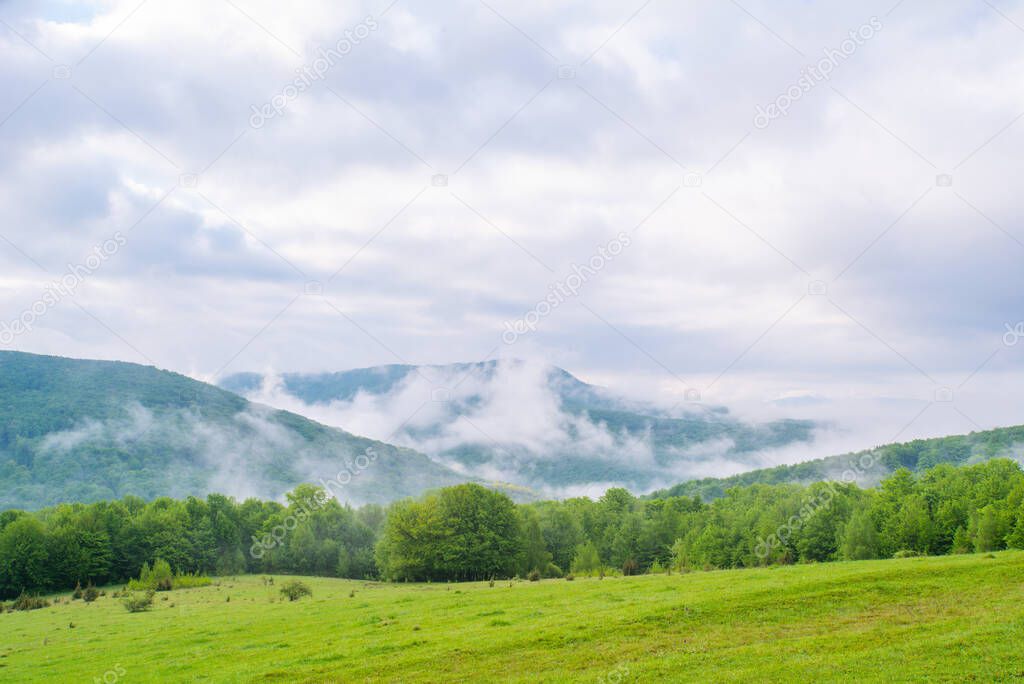 meadow covered with grass on a background of green forest and mountains in the fog in the morning summer day. landscape of mountains in the fog.