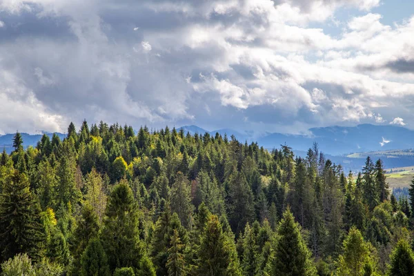 Táj Tűlevelű Erdő Egy Felhős Nyári Napon Hegyekben Nedves — Stock Fotó