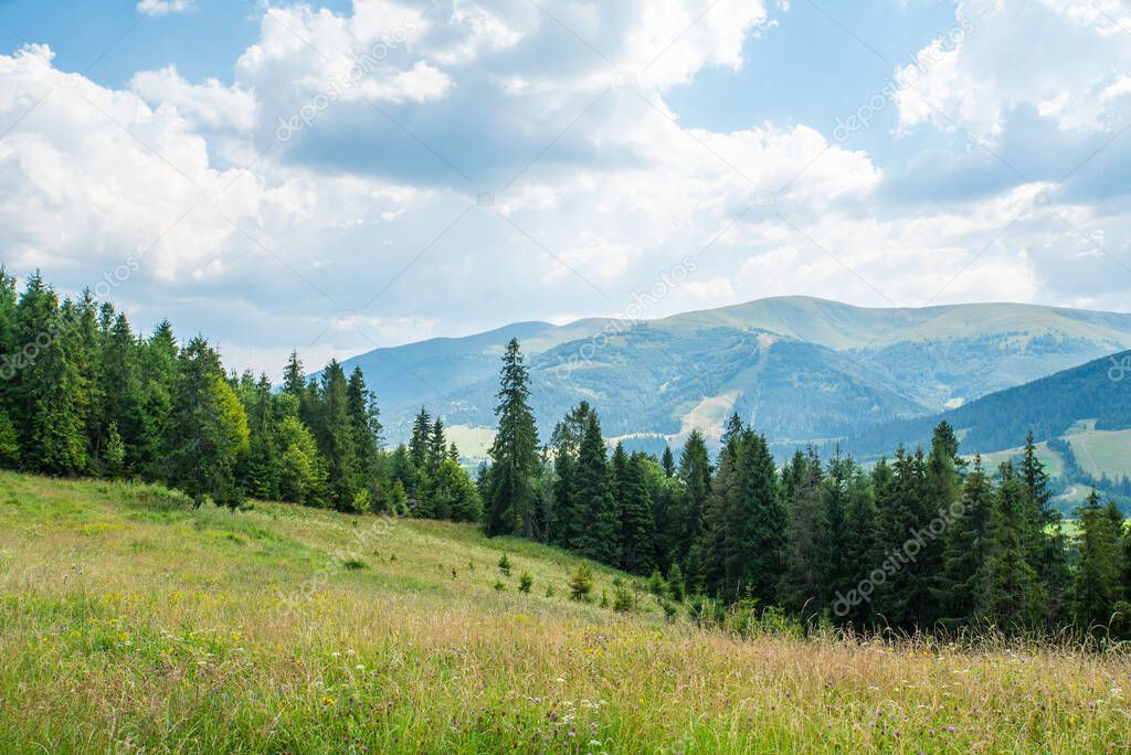 meadow covered with grass and flowers on a background of coniferous forest and mountains on a summer day.