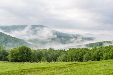 Dağlardaki sabah sisinin arka planında çimlerle kaplı çayır. Doğa manzarası.
