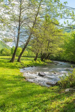 Nehir, günün başlangıcında çim ve ağaçlarla kaplı bir açıklığın yanında akar..
