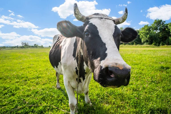 Animal Vache Noire Blanche Jure Sur Champ Couvert Herbe Par — Photo