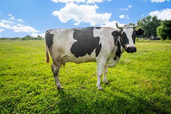 Animal Vache Noire Blanche Jure Sur Champ Couvert Herbe Par — Photo