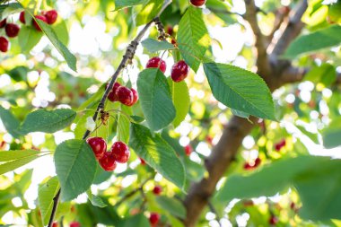 Yeşil yapraklı ve bulanık arkaplanlı kiraz ağacının dalında asılı duran olgun kırmızı kiraz kümeleri. Meyve gibi. Yaz sezonu. Çevre yemeği. Güneş ışınları. mesaj için yer. arkaplan.