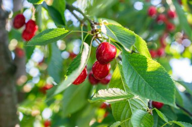 Yeşil yapraklı ve bulanık arkaplanlı kiraz ağacının dalında asılı duran olgun kırmızı kiraz kümeleri. Meyve gibi. Yaz sezonu. Çevre yemeği. Güneş ışınları. mesaj için yer. arkaplan.