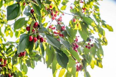 Yeşil yapraklı ve bulanık arkaplanlı kiraz ağacının dalında asılı duran olgun kırmızı kiraz kümeleri. Meyve gibi. Yaz sezonu. Çevre yemeği. Güneş ışınları. mesaj için yer. arkaplan.