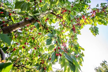 Yeşil yapraklı ve bulanık arkaplanlı kiraz ağacının dalında asılı duran olgun kırmızı kiraz kümeleri. Meyve gibi. Yaz sezonu. Çevre yemeği. Güneş ışınları. mesaj için yer. arkaplan.