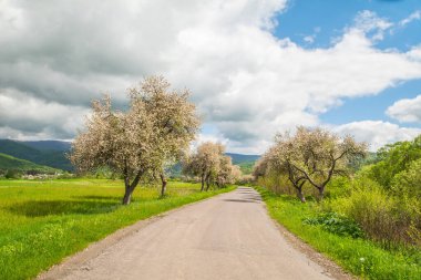 Tarlanın yakınındaki köye uzanan ağaçlarla dolu güzel bir yol ve bulutlu mavi gökyüzü..