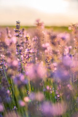 Gün doğumunda tarlada çalı çırpı. Harika bir geçmiş. Mor çiçekler..