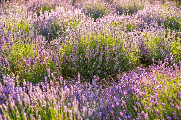 Buissons Avender Sur Terrain Lever Soleil Merveilleux Arrière Plan Fleurs — Photo