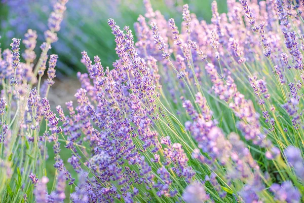 Buissons Avender Sur Terrain Lever Soleil Merveilleux Arrière Plan Fleurs — Photo