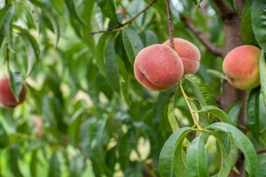 Aydınlık bir yaz gününde bahçede bir ağaçta bir sürü kayısı meyvesi. Organik meyveler. Sağlıklı yiyecekler. Olgun kayısılar.