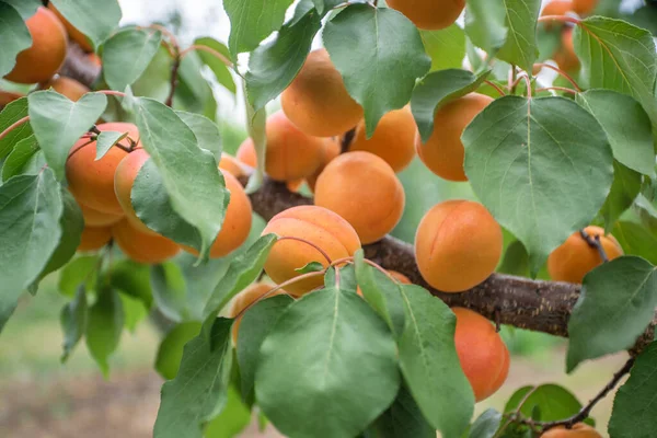 many apricot fruits on a tree in the garden on a bright summer day. Organic fruits. Healthy food. Ripe apricots.