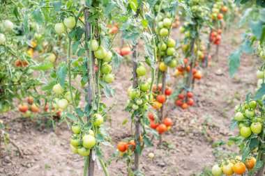Domates. Domatesler bahçede olgunlaşır. Ekolojik gıda. Ev yapımı gıda. Vejetaryen ürünler. Taze sebze. Çeri domates.
