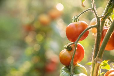 Domates. Domatesler bahçede olgunlaşır. Ekolojik gıda. Ev yapımı gıda. Vejetaryen ürünler. Taze sebze. Çeri domates.