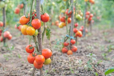 Domates. Domatesler bahçede olgunlaşır. Ekolojik gıda. Ev yapımı gıda. Vejetaryen ürünler. Taze sebze. Çeri domates.