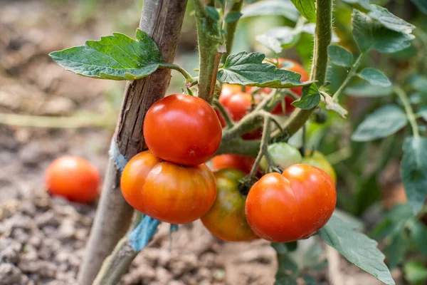 Pomidor Pomidory Dojrzewają Ogrodzie Ekologiczne Jedzenie Domowej Roboty Jedzenie Produkty — Zdjęcie stockowe
