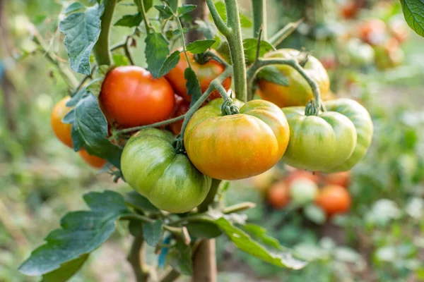 Tomat Tomater Mognar Trädgården Ekologiska Livsmedel Hemlagad Odlad Mat Vegetariska — Stockfoto